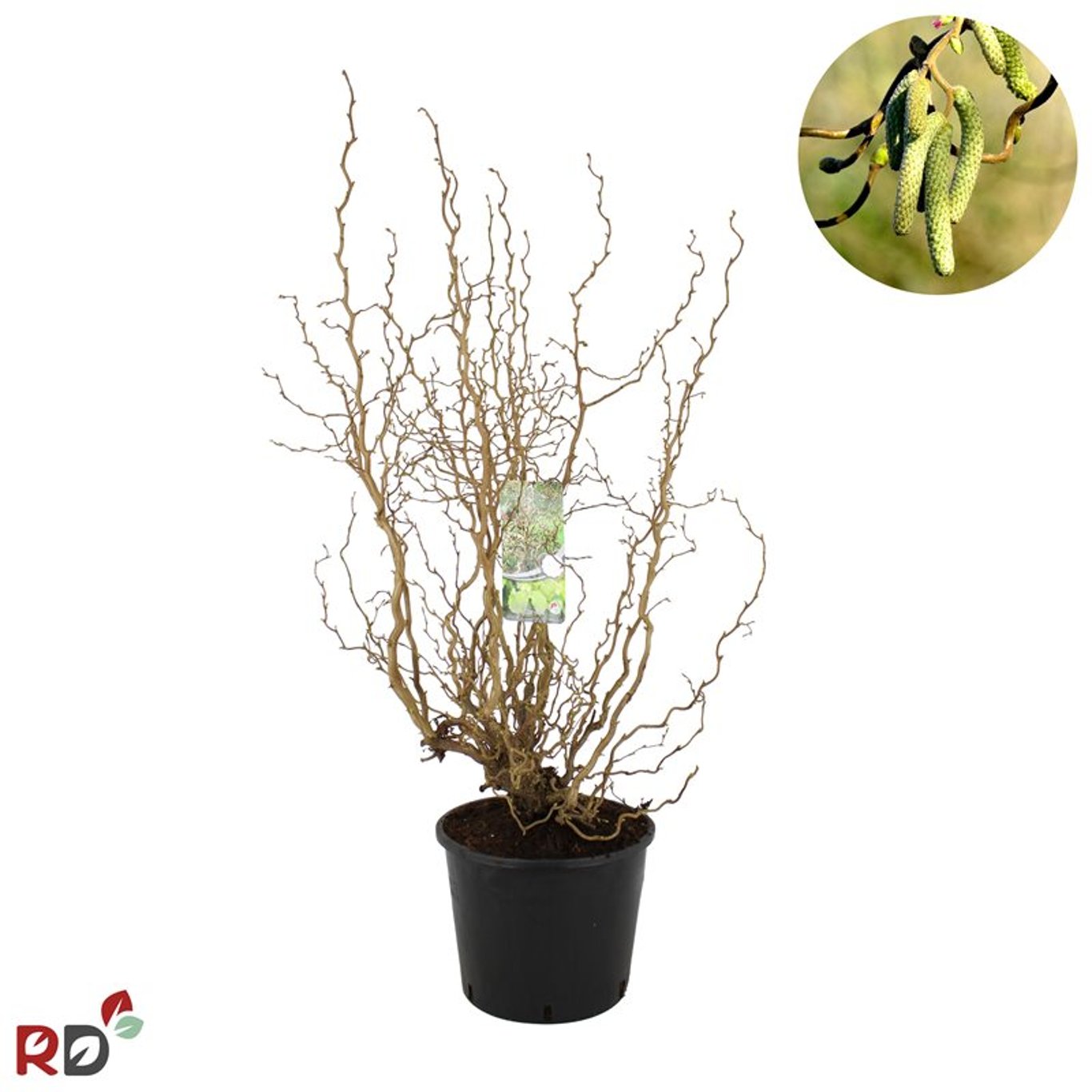 Corylus a. 'Medusa' - C12 80-100 CM